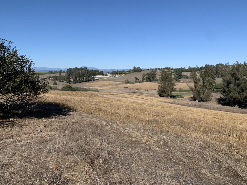 Grain Field at Nguyen's farm